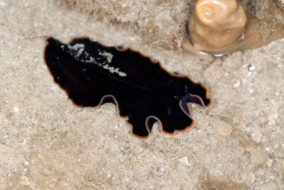 DSC_3790.jpg