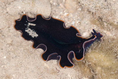 DSC_3793.jpg