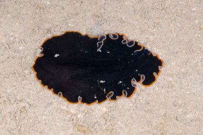 DSC_3871.jpg