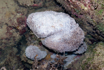 DSC_3950.jpg