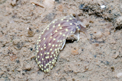 DSC_3995.jpg