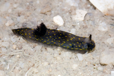 DSC_4003.jpg