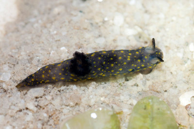 DSC_4004.jpg