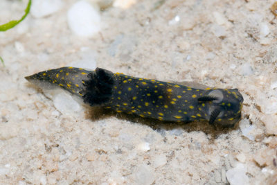 DSC_4007.jpg