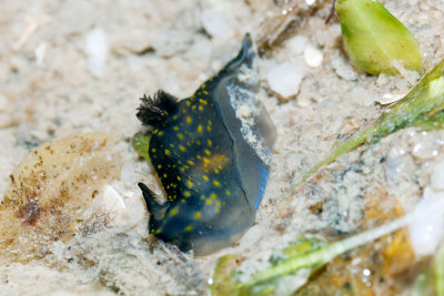 DSC_4009.jpg