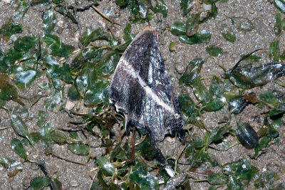 DSC_4010.jpg