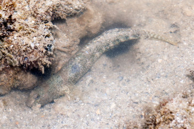 DSC_4037.jpg