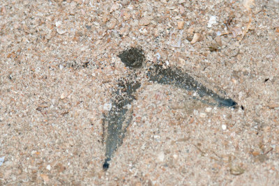 DSC_4115.jpg