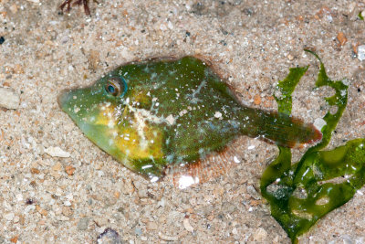 DSC_4129.jpg