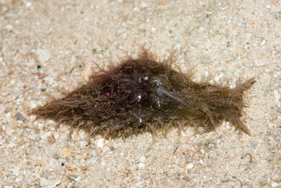 DSC_4130.jpg
