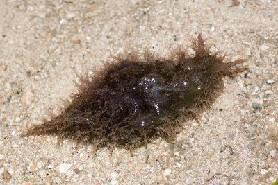 DSC_4131.jpg