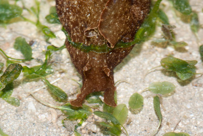 DSC_4136.jpg