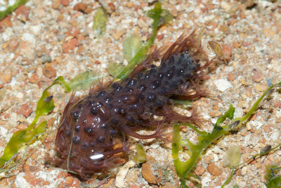 DSC_4191.jpg