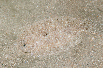 DSC_4212.jpg