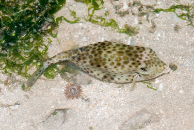DSC_4216.jpg