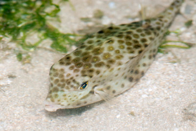 DSC_4217.jpg