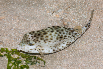 DSC_4221.jpg