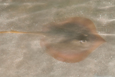DSC_4227.jpg
