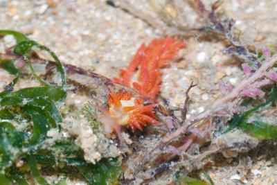 DSC_4238.jpg