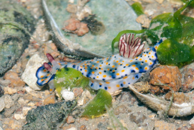 DSC_4245.jpg