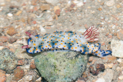 DSC_4248.jpg