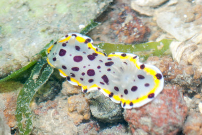 DSC_4251.jpg