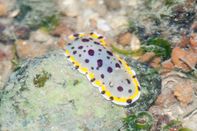 DSC_4252.jpg