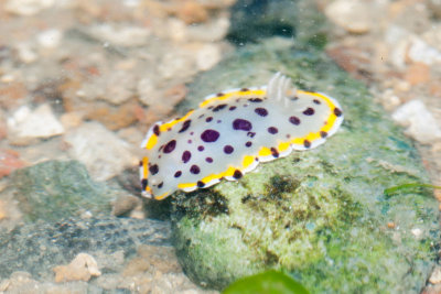 DSC_4257.jpg