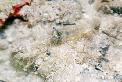 DSC_4275.jpg
