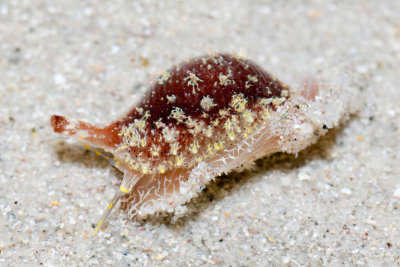 DSC_4286.jpg