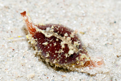 DSC_4289.jpg