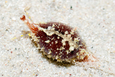 DSC_4290.jpg