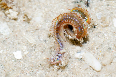 DSC_4295.jpg