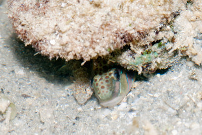 DSC_4300.jpg