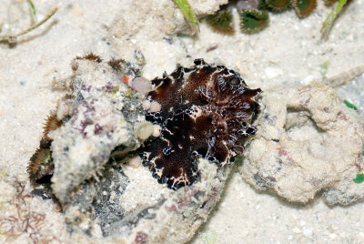 DSC_4301.jpg