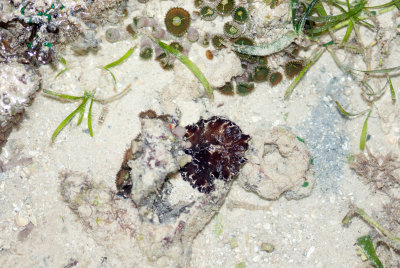 DSC_4302.jpg