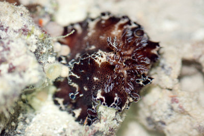 DSC_4303.jpg