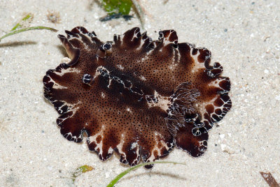 DSC_4307.jpg