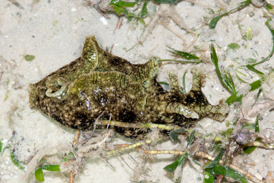 DSC_4312.jpg