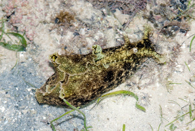 DSC_4319.jpg