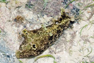 DSC_4320.jpg