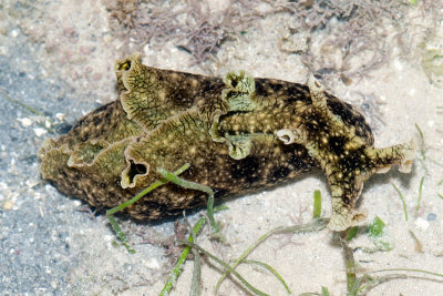 DSC_4322.jpg