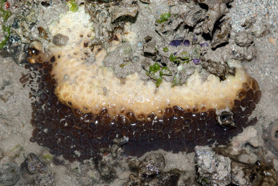 DSC_4346.jpg