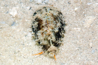 DSC_4349.jpg