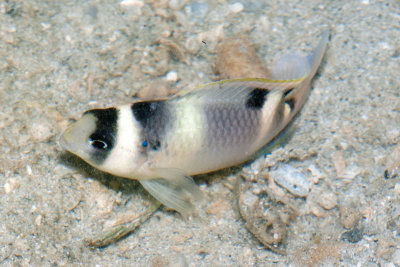 DSC_4354.jpg