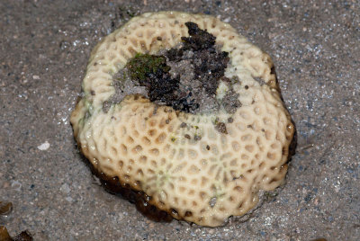 DSC_4365.jpg