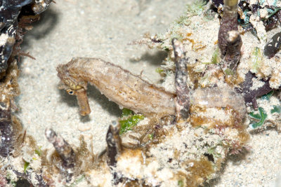 DSC_4371.jpg