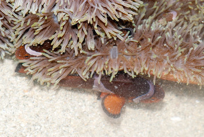 DSC_4381.jpg