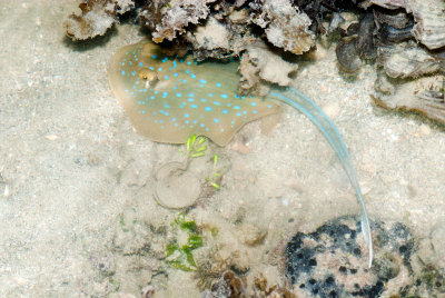 DSC_4411.jpg