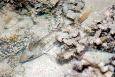 DSC_4415.jpg